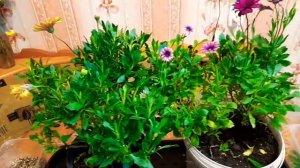 Остик.Черенкование.Перлит,вермикулит,торф.???