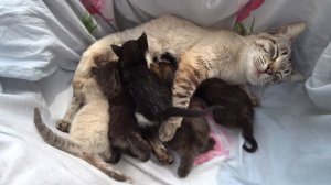 Two cats and ten little kittens/2 кошки и 10 маленьких котят)