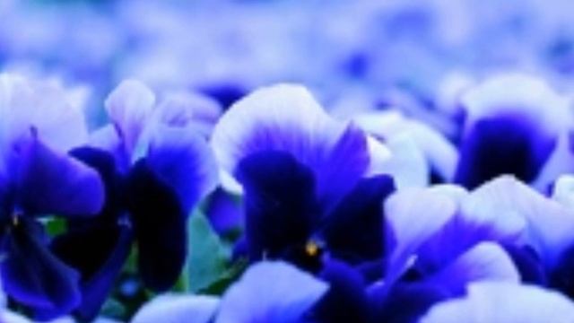 С ДОБРЫМ УТРОМ Самое красивое пожелание доброго утра и хорошего дня НОВИНКА! смотреть онлайн