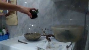 Запуск круглого нано аквариума с вабикусой