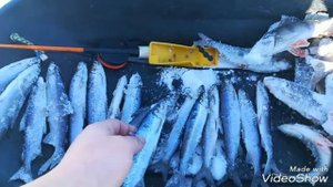 Кубенское озеро зимняя рыбалка,на Кубу за нельмушкой.