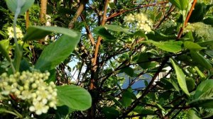 Рябина круглолистная (лат. Sorbus aria) Magnifica