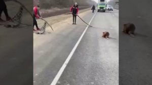 Нападает на людей