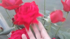 #rose #розa #ДамдеКёр / Эффектная красная роза Дам де Кёр(лат. rosa Dame de Coeur). Цветение розы