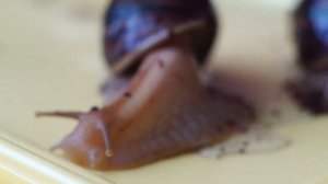 Улитки ахатины