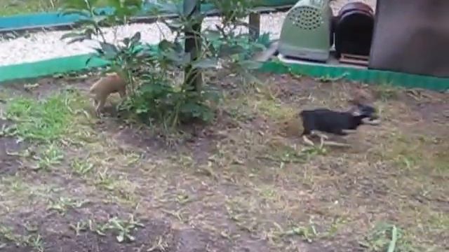 рикко вигал, девочка чихуахуа , черно-подпалая MVI 1436 смотреть онлайн