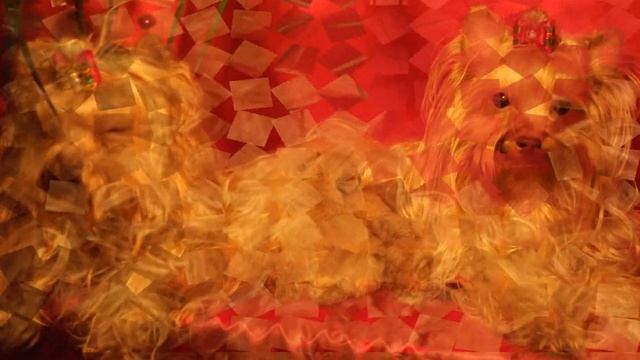 Йоркширские терьеры золотого окраса GOLDDUST смотреть онлайн