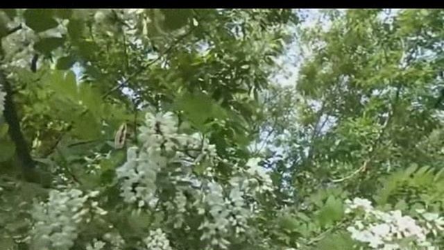 Об ОП СЛОВО ч. 3320, Обзор-Концерт 72 ОП, Лето-22 ч.2, Любимые Песни ОП, исп. #СамуилФрумович.wmv смотреть онлайн