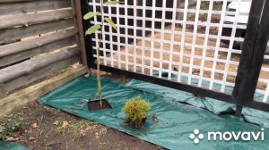 Посадка магнолии и  переделка череночника для черенкования