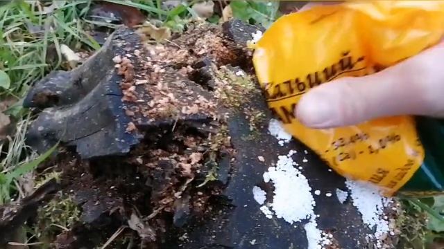 Как избавиться от пня , несколько способов удаления пня, химическое удаление пня.