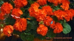 Пеларгония зональный Оранж ? зональный пеларгония Оранж обзор: как сажать, семена пеларгонии Оранж