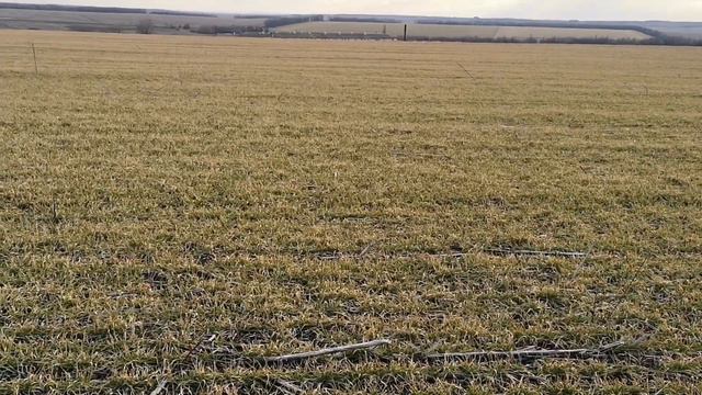 Обзор пшеницы после многолетнего сада смотреть онлайн