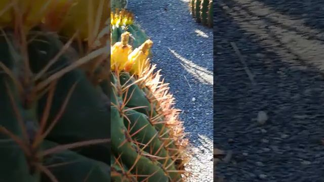 Giardini Ravino (кактусовый сад), остров Искья. смотреть онлайн