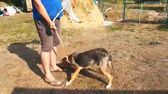 Русская Гончая смотреть онлайн