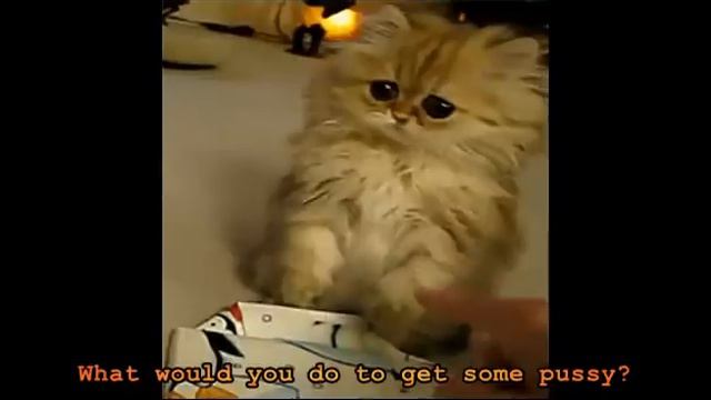 Pussygrabber by Graduates Rise смотреть онлайн