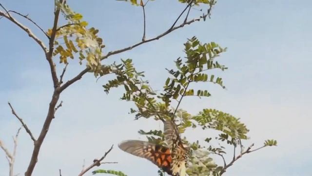 Самые опасные бабочки в мире и нападения на людей