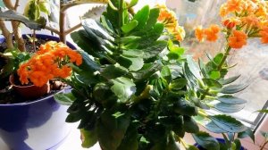 Каланхоэ. Результат обрезки и полного омоложения спустя 5 месяцев.