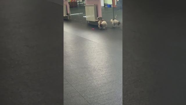 Щенок Джек Рассел терьер, Алмаз младший смотреть онлайн