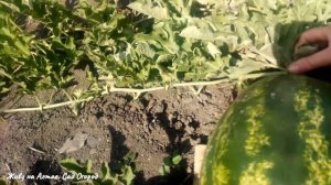 Арбузы и Дыни на плёнке в конце июля