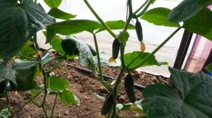 Каролина F1 партенокарпический огурец компании Lark Seeds