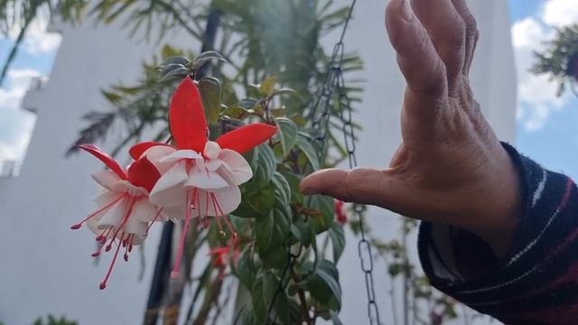 How to Grow and Care Fuchsia Plant - Flowering Plant for Cold Areas || Fun Gardening смотреть онлайн