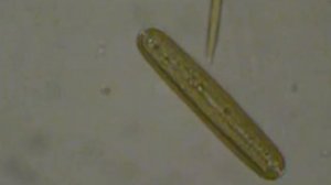 Пиннулярия_2