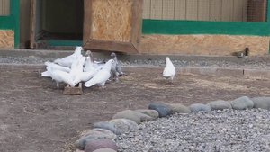 Голуби гонные-полигонные становятся активнее! 13.05.20г