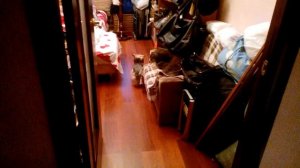 Йорк ходит задом