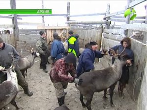 К забою всё готово. В Приуралье забой оленей уже начался, остальные районы готовятся