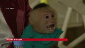 В Ростовском цирке впервые покажут спектакль «Девочка и слон» по мотивам рассказа Куприна