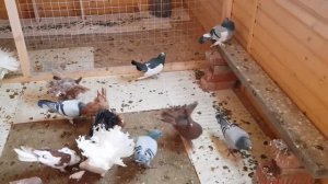 как называется эта порода голубей ?