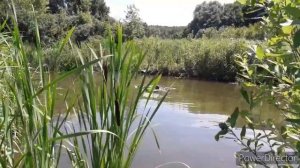 Кувшинка в природном водоеме.  Пересадка нимфеи из открытого грунта.