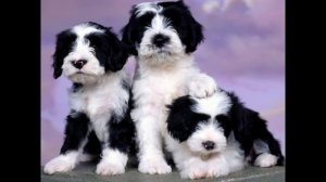 Тибетский   Терьер/Tibetan Terrier (порода собак HD slide show)!