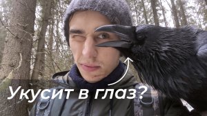 Норный вОрон / Гуляем в тумане по чистому полю!