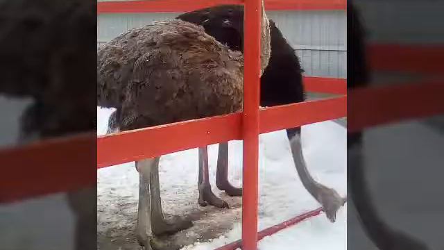 Птичья дача 2018 April смотреть онлайн