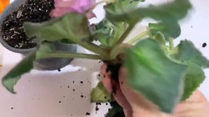 Как спасти фиалку! вялые листья у фиалки