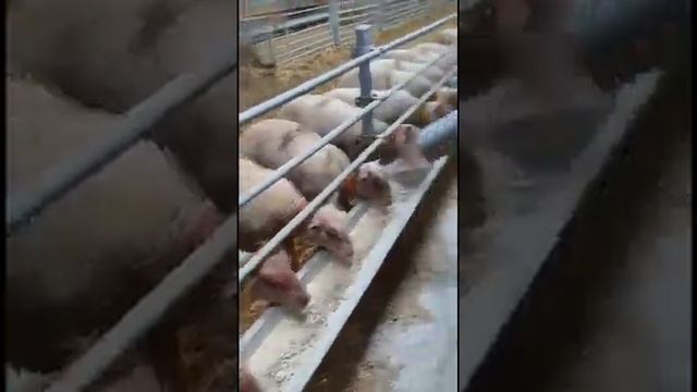 Шароле генетика Франция 6 месяцев \ Продажа скота из Европы \ ЭЛЬСТАДО смотреть онлайн