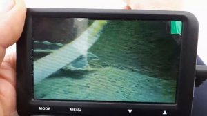 Осётр в пруду зимой (подводная съёмка).