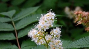 Nikon Coolpix P600  Camera test