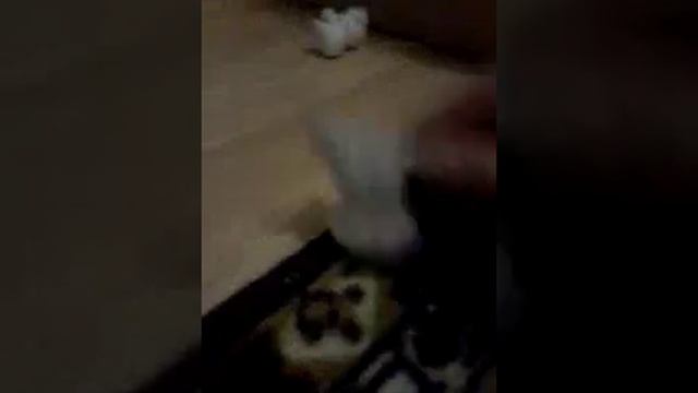 Мини собачки смотреть онлайн