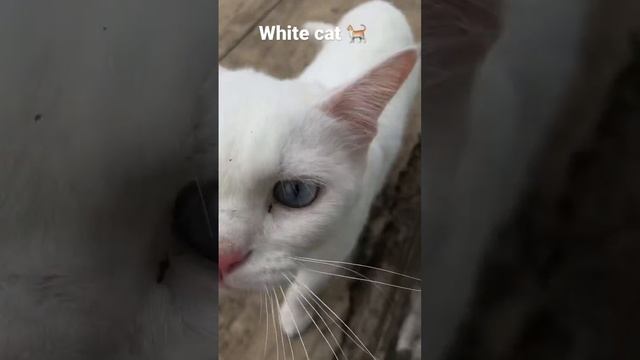 White cat ? глухая кошка альбинос