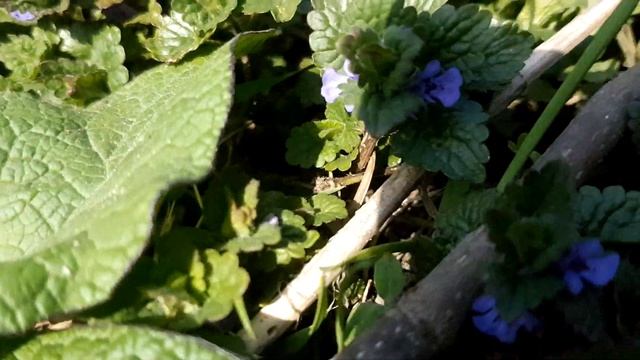 Будра Плющевидная 3 мая 2020 г. Москва смотреть онлайн