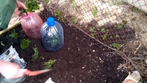Черенки самшита высаживаем в грунт (Часть 3)