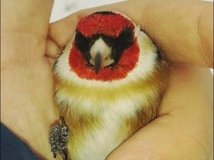 Ловля щегла,репела,зеленушка и т.д. на Орнитологическую сеть (пролетка,паутина)