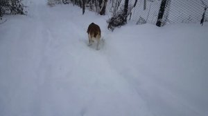 Самая крутая сторожевая собака в мире Московская сторожевая