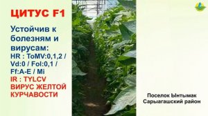 ЦИТУС F1 - ОЧЕНЬ ПЕРСПЕКТИВНЫЙ РАННИЙ ТОМАТ