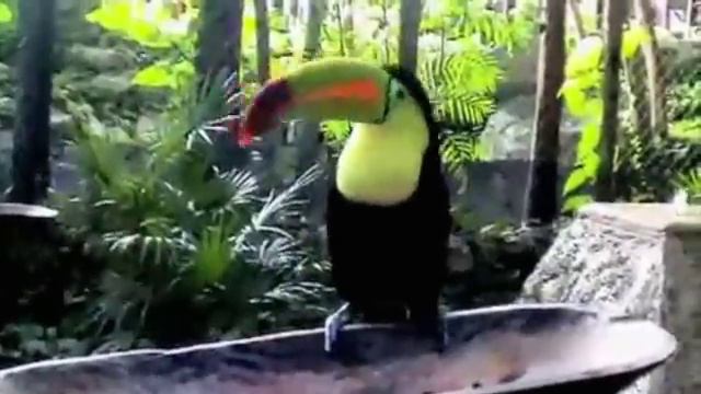 Endangered Rainforest Animals смотреть онлайн