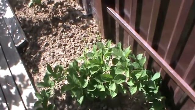 китайский лимонник смотреть онлайн