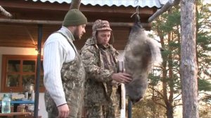 Охота на барсука