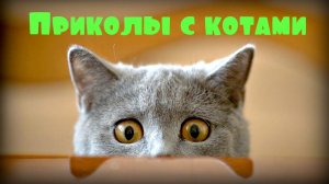Приколы с котами! Смешные видео про кошек и котов! Приколы про котов! Выпуск №27